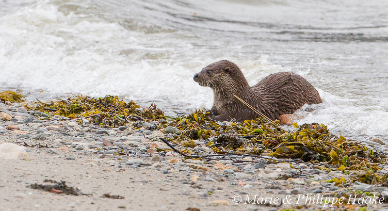Loutre 8186.jpg - Loutre d'Europe, Lutra Lutra (Storfjorden, Norvège, juin 2012)